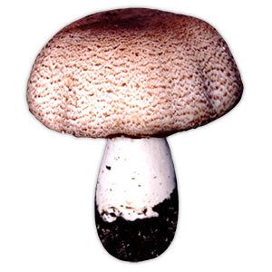 Should You Consume Raw Mushrooms?