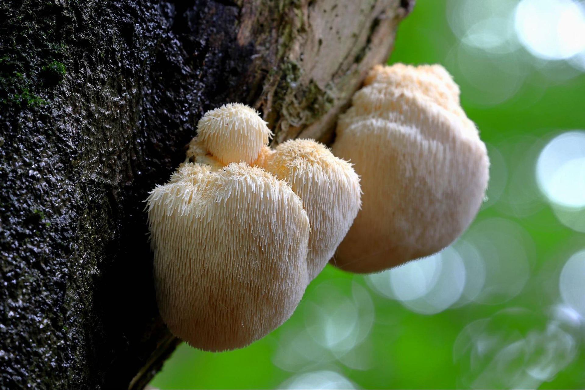 Lion's Mane Mushroom growing on the side of a tree.