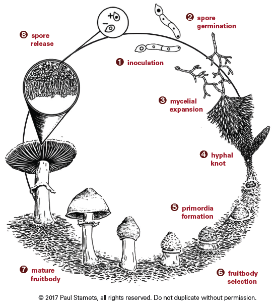 The Mushroom Life Cycle