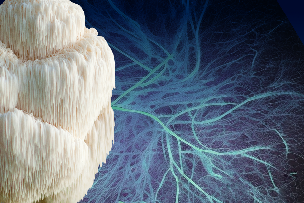 What You Don’t Know About Mycelium