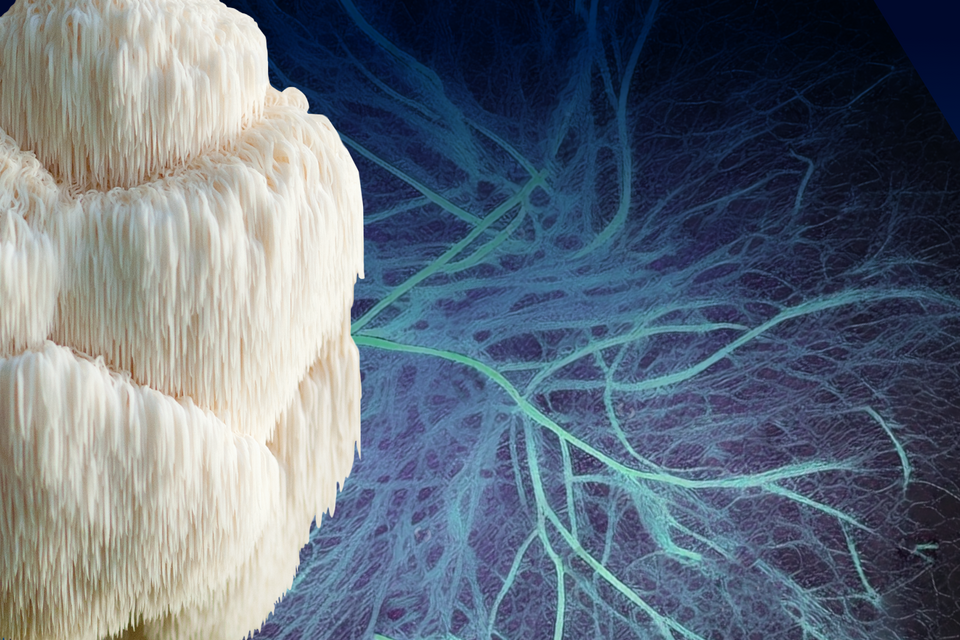 What You Don’t Know About Mycelium