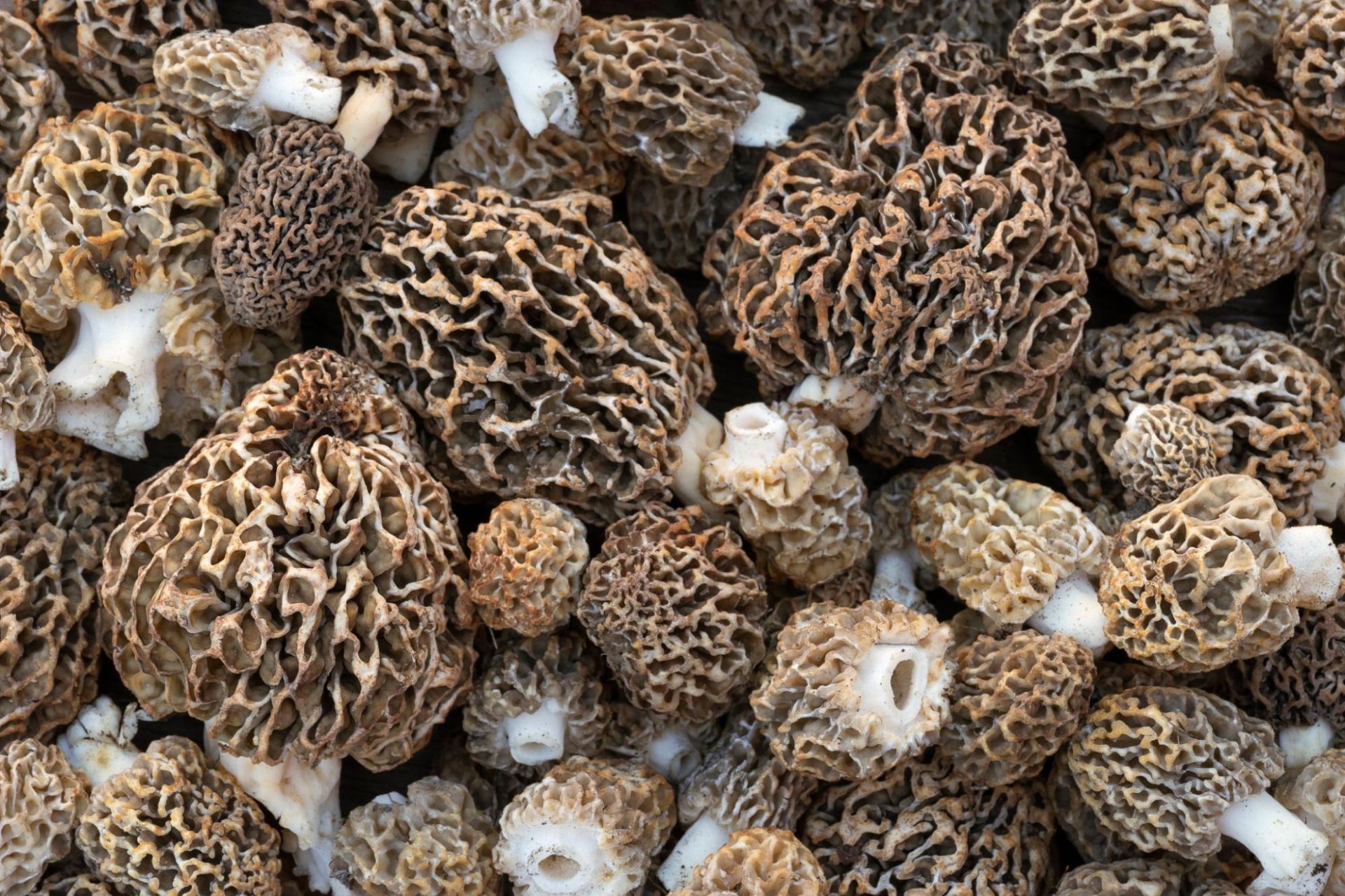 Morel Mushrooms 101: Identification, Growth, & Foraging Tips