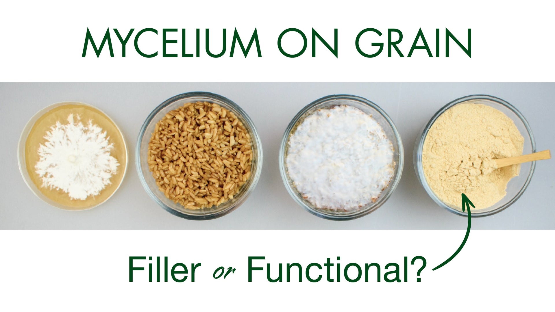 Myceliated Grain Vs Filler