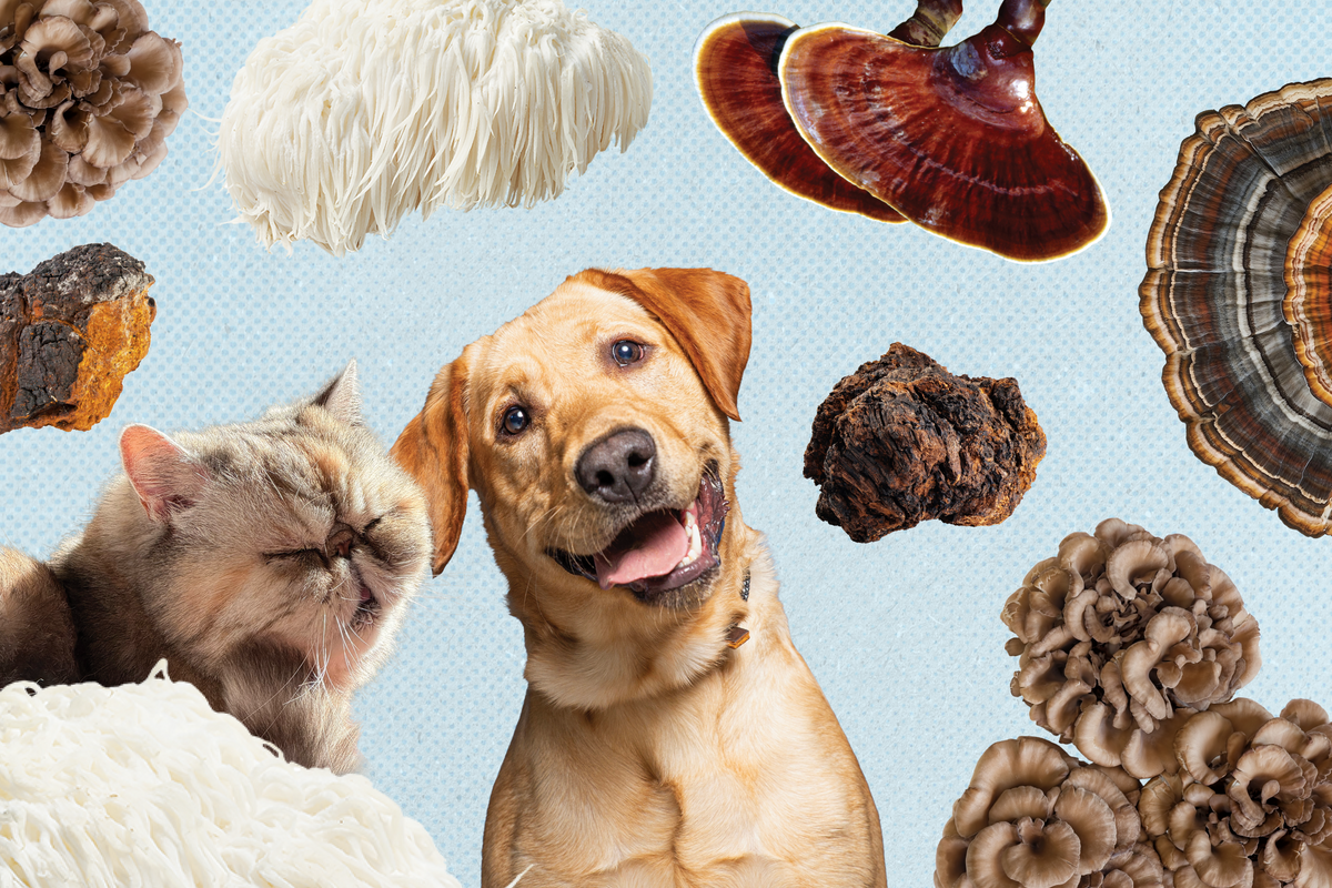 What can mushrooms do for your pets?