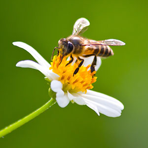 The BeeFriendly™ Research Initiative