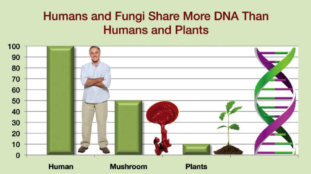 The Mushroom Renaissance