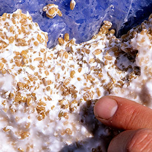 Immune Benefits of Mushroom Mycelium & Cultured Substrate Confirmed*