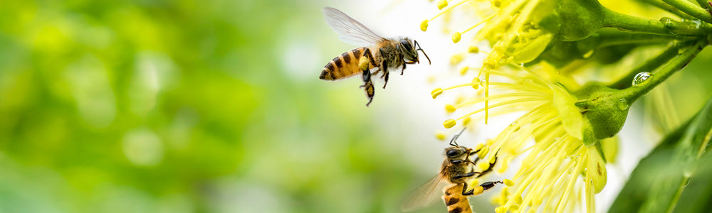Give Bees a Chance - Mycelial solutions to help save the bees. Click here to learn more.