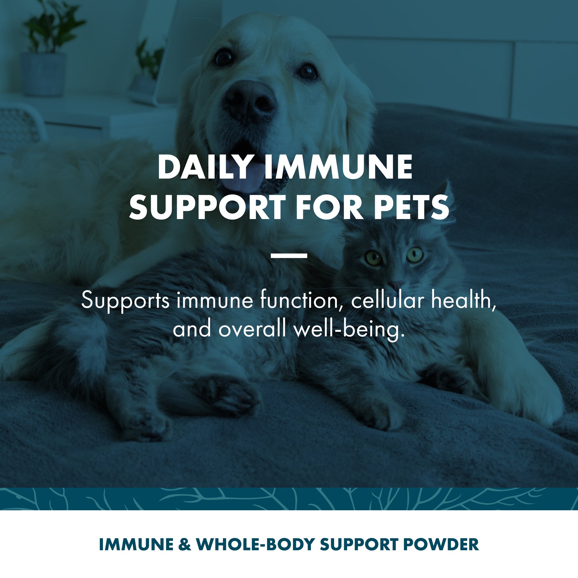 A golden retriever and a gray cat lying on a bed with a dark blue overlay and white text reading 'DAILY IMMUNE SUPPORT FOR PETS' and 'IMMUNE & WHOLE-BODY SUPPORT POWDER'.