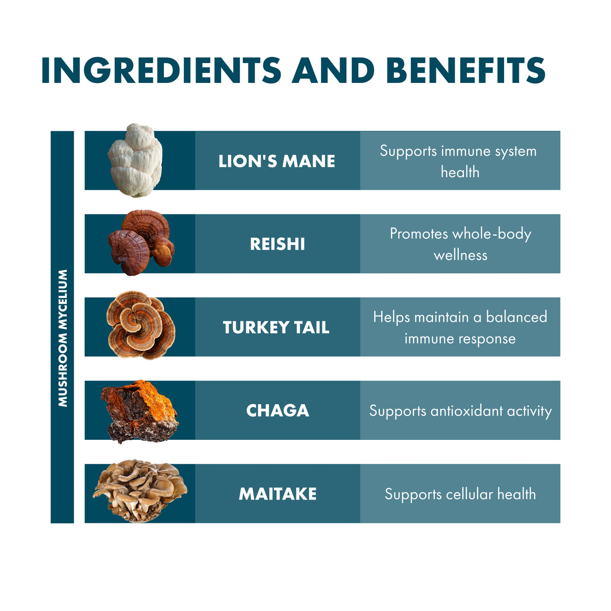 An infographic titled 'INGREDIENTS AND BENEFITS' showing five mushroom varieties with photos and text labels: Lion's Mane, Reishi, Turkey Tail, Chaga, and Maitake, each paired with a dark teal text box on a white background.